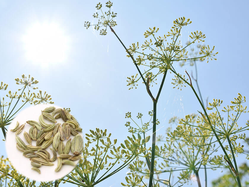 フェンネル・シード(fennel-seed)のイメージ画像
