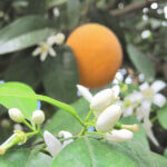 【アロマ】ネロリ/オレンジブロッサム精油<br />-植物の特徴・期待される効果効能とは?