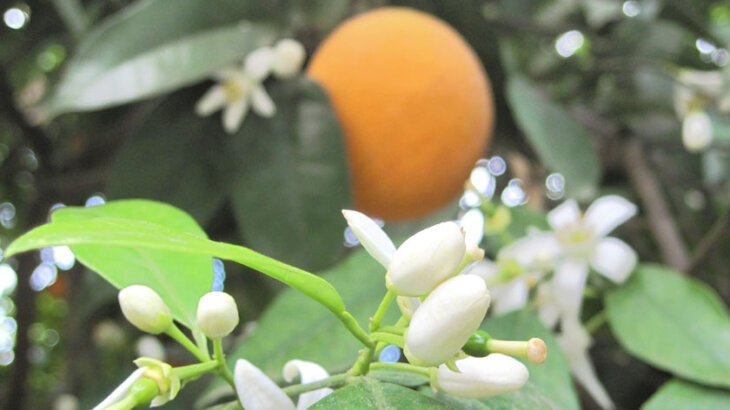 ネロリ(neroli)のイメージ画像