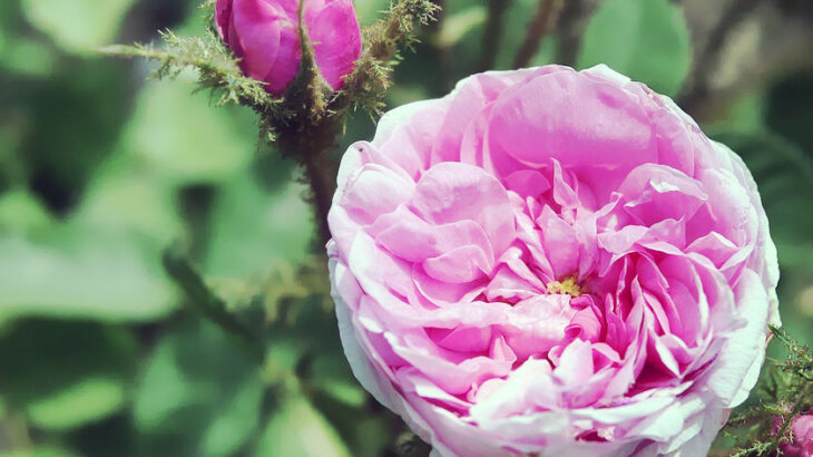 ローズオットー(Rose otto)のイメージ画像