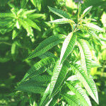 【アロマ】レモンバーベナ精油<br />-植物の特徴・期待される効果効能とは?