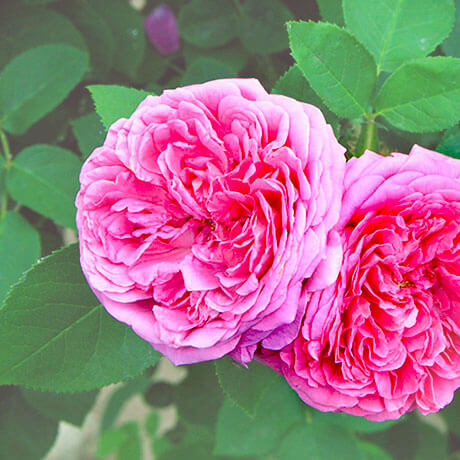 ローズオットー(Rose otto)