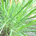 【アロマ】シトロネラ精油<br />-植物の特徴・期待される効果効能とは?