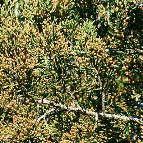Juniperus ashei pollencones